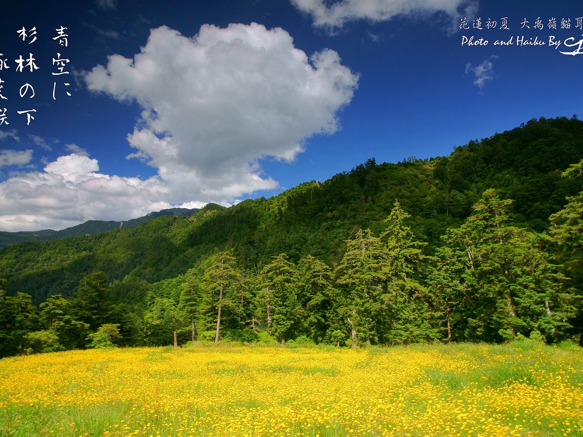 Dayuling tea — loose leaves