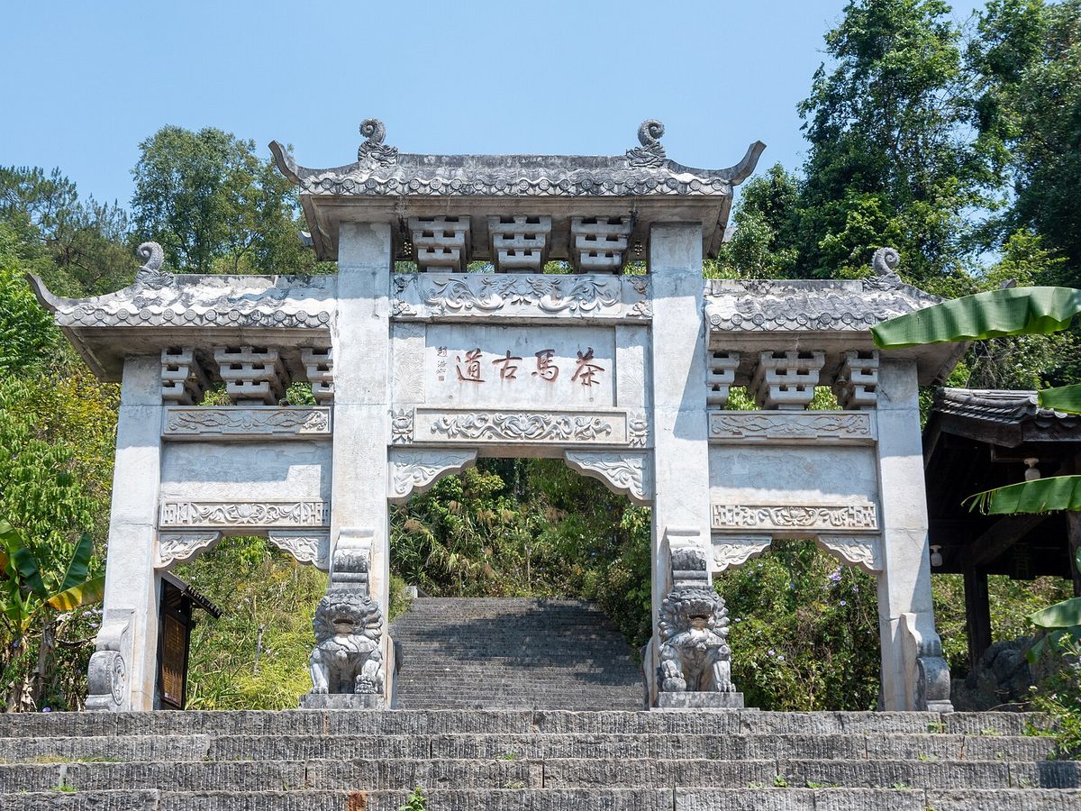 Mangzhi tea — loose leaves