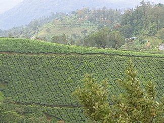 Munnar tea — loose leaves
