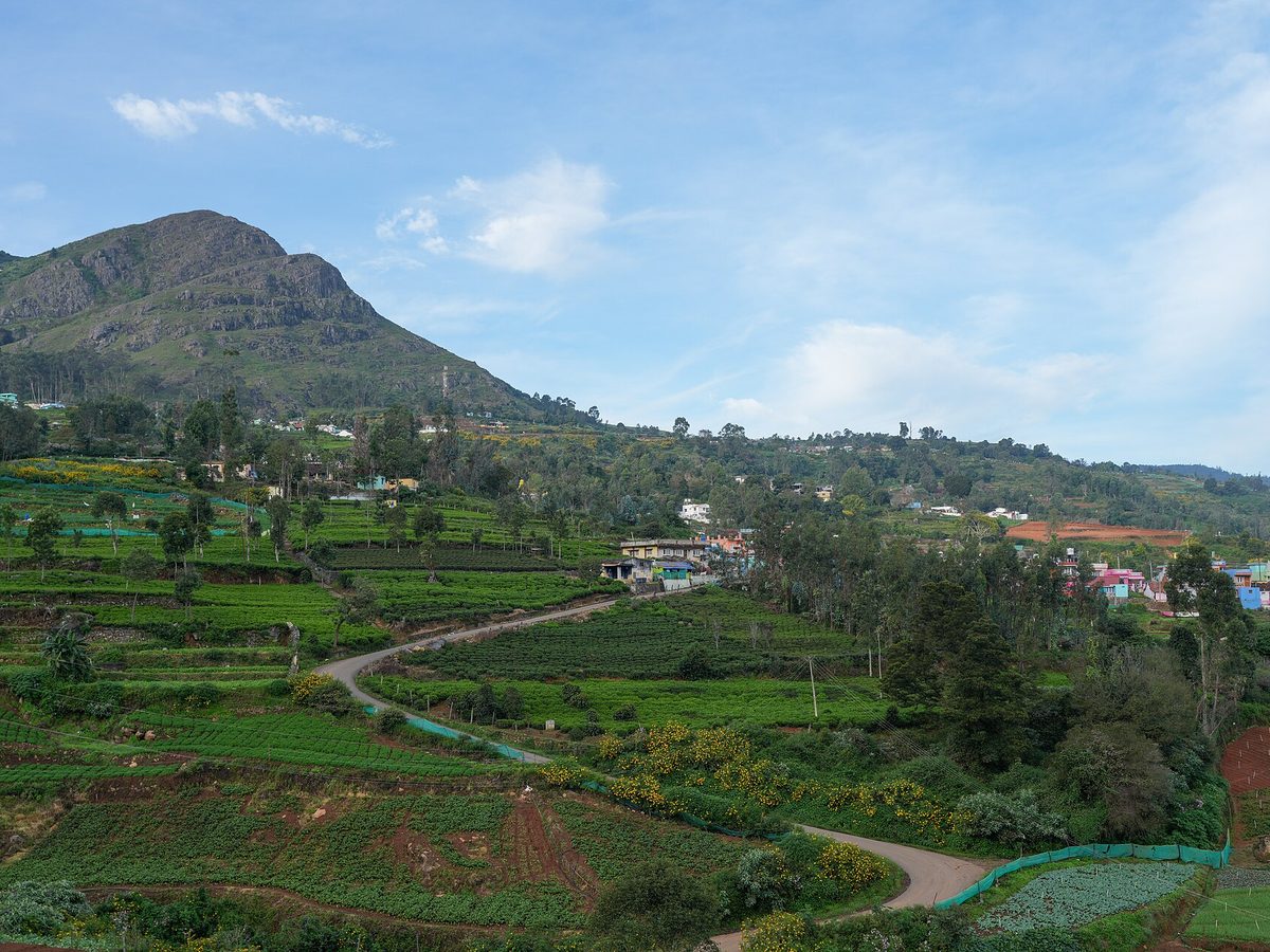 Nilgiri tea — loose leaves