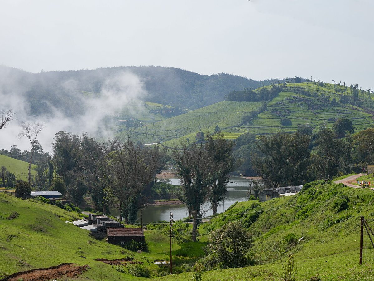 Yunwu tea — loose leaves